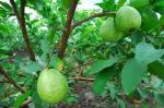 guava dried leaves